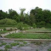 Warercress beds in Alresford