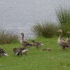 Rother Valley Country Park, South Yorkshire