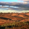 Sherbrook Valley, Cannock Chase
