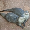 South Lakes Wildlife Park, Dalton in Furness