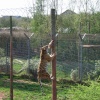 South Lakes Wildlife Park, Dalton in Furness
