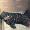 South Lakes Wildlife Park, Dalton in Furness