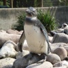 South Lakes Wildlife Park, Dalton in Furness