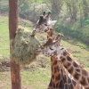 South Lakes Wildlife Park, Dalton in Furness