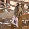South Lakes Wildlife Park, Dalton in Furness