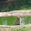 South Lakes Wildlife Park, Dalton in Furness