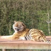 South Lakes Wildlife Park, Dalton in Furness