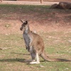 South Lakes Wildlife Park, Dalton in Furness
