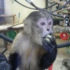 Monkey World Ape Rescue Centre