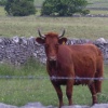 Cattle on the Monsal Dale, Derbyshire