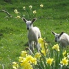 Sheep or Goat?