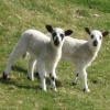 Seeing Double!