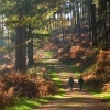 Cannock Chase Country Park, Staffordshire
