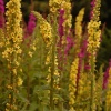 Flowers in the Botanical gardens, Birmingham.