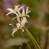 Flowers, Botanical gardens, Birmingham.