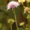 singled out, Botanical gardens, Birmingham