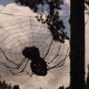 Giant spider! Botanical gardens, Birmingham.