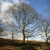 Beacon Hill Country Park, Leicestershire