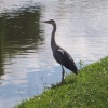 Grey Heron at Alperton