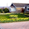 Daffodils