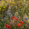 Border of wild flowers, Hillesden, nr. Buckingham