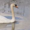 Swan on floodwater, River Cherwell, Somerton, Oxon