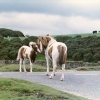 Wild small horses
