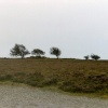Exmoor trees, Exmoor National Park, Devon