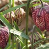 Rare Snake's Head Fritillaries, Steeple Claydon, Buckinghamshire