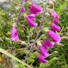 Wild Flowers at Thrybergh Country Park, South Yorkshire