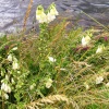 Wild Flowers