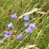 Wild Flowers at Thrybergh Country Park, South Yorkshire