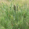 Wild Flower