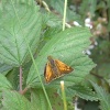 Wild Life at Thrybergh Country Park, South Yorkshire