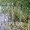 Wild Life