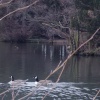 The Lake at Elvaston Castle