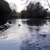 Swans on the lake at Elvaston Castle