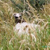 Sheep or Goats