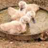 No room at the Tin!