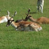 Bradgate Park, Leicester