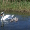 Family day out on Grantham Canal at Gamston