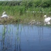 Swan family on Grantham Canal at Gamston