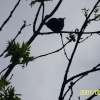 Song bird in tree at Flatford Mill
