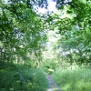 Pathway through Grin Low Wood