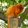 Monkey - Paignton Zoo