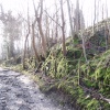 Forgotten Track