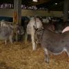 The stable