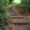Forest of Narnia