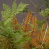 Bracken, Lake Vyrnwy