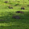 Rabbits in New Ollerton, Nottinghamshire